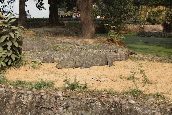 Moeras Krokodil Overvaller Liggend Groep Onder Het Zonlicht — Stockfoto