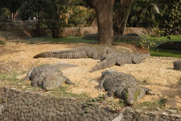 Four Marsh Crocodile Mugger Lying Sunlight — Stock Photo, Image