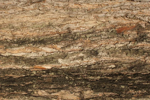 Big Old Tree Bark Texture Pattern — Stock Photo, Image