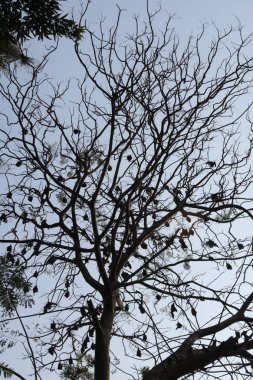 Yarasalar asılı ve büyük bir eski ve çıplak ağaç üzerinde uyuyan