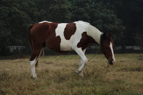 Brown Cavalo Branco Comendo Grama Campo Grama Amarrado Corda — Fotografia de Stock
