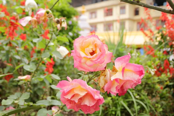 Rosa Rosa Primer Plano Tiro Jardín Sikkim India — Foto de Stock