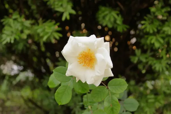 White Flower Closeup Shot Garden Sikkim India — Stock Photo, Image