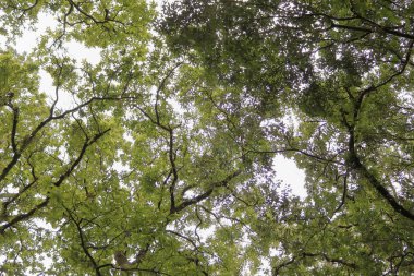 Hindistan 'ın tropik bölgelerinde dalları olan uzun ağaçların gölgesinde.