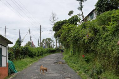 Yolun her iki tarafında yeşil bitkiler olan dağ yolu ve Sikkim, Hindistan 'da yolun karşısında bir sokak köpeği duruyor.