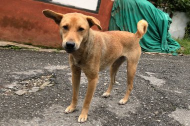Üzgün, açık kahverengi bir dağ köpeği yolda duruyor, Sikkim, Hindistan