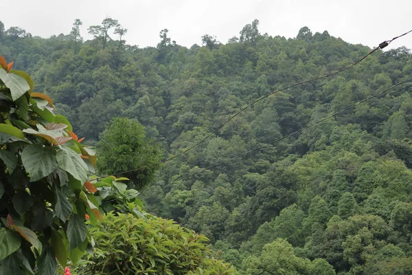 Berge Mit Grünen Bäumen Sikkim Indien — Stockfoto