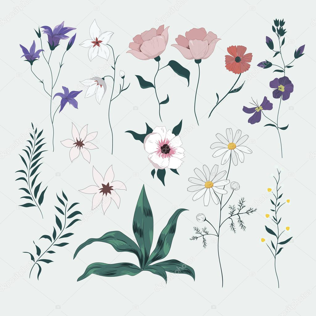 Vector set with wild flowers. Isolated collection