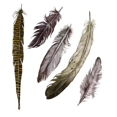 Tüyleri ile el çizilmiş suluboya seti. Om beyaz.