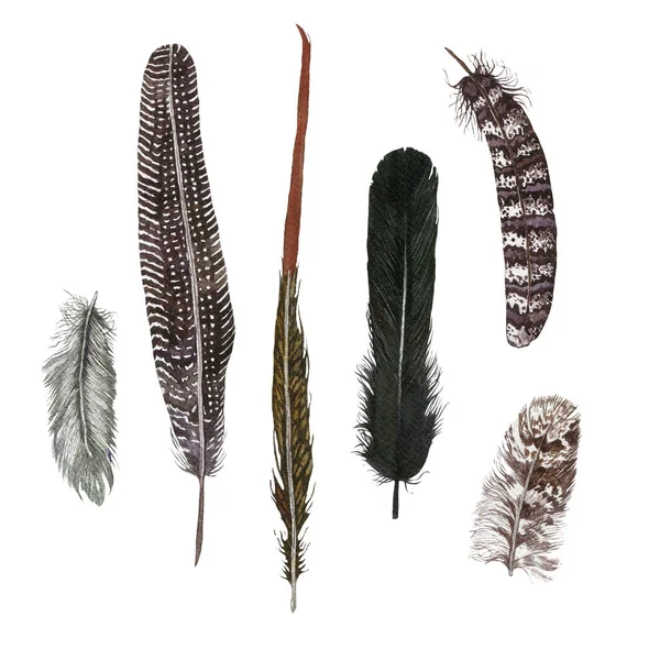 Hand drawn watercolor set with feathers. On white. — Stock Photo, Image