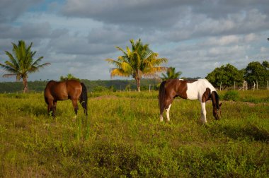 Atlar tarlada ot yiyor.