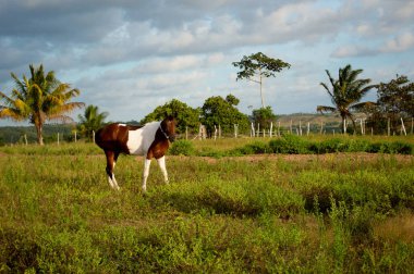 Tarladaki güzel at.