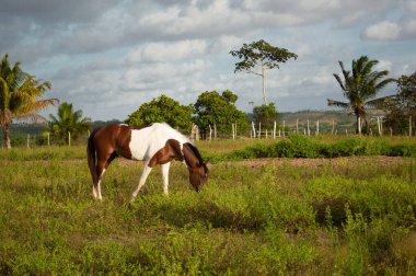 At tarlada ot yiyor.