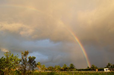 bir tarlanın üzerinde gökkuşağı