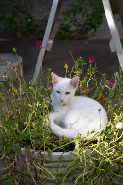 Beyaz kedi çimenlerde yatıyor.
