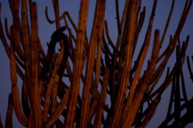 Gün batımında Brezilya kaktüsü