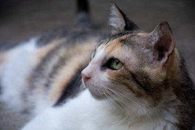 Yavru kedi. Yaklaş.