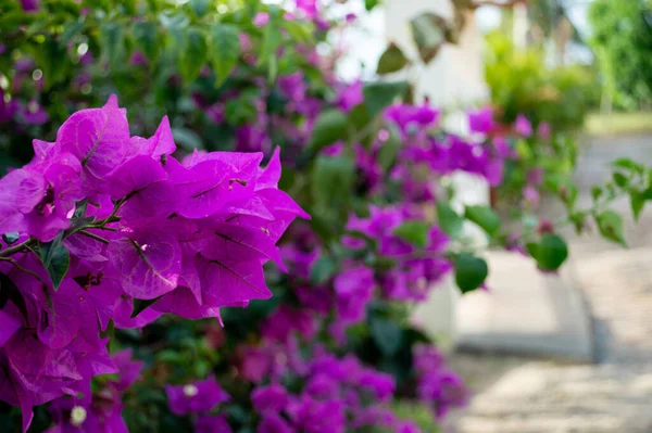 Purple Flowers Fence — Stock Photo, Image