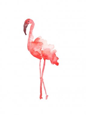 Pembe Flamingo görünümlü sol suluboya Illustration