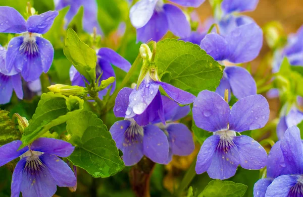 Closeup of blooming violet flowers after rain in the spring forest. Viola reichenbachiana, early dog-violet, pale wood violet.