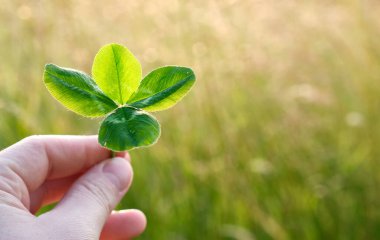 Gün batımında bir tarlada dört yapraklı yonca tutuyor..