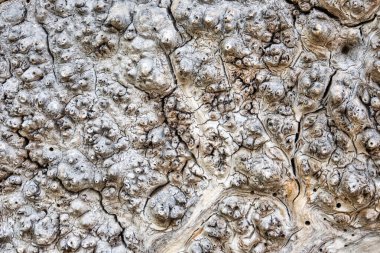 Çatlaklar ve delikler içeren soyut beyaz ağaç kabuğu dokusu.