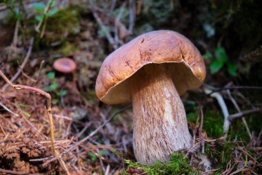 Yaz boyunca ormanda büyüyen Boletus Edulis (Kral Bolete)