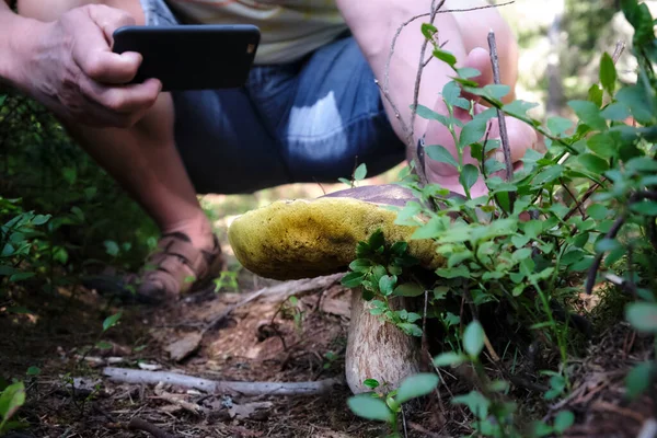 Ormanda büyüyen Boletus Edulis Kralı Bolete 'nin fotoğrafını çeken bir adam. Mantar toplama.