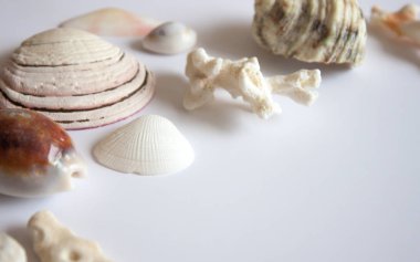 Deniz kabukları ve mercan arka plan.