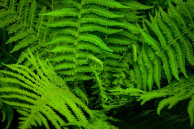 Eğrelti otu yeşil yaprakları.