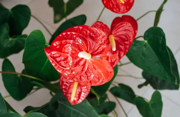 Güzel anthurium çiçekleri.