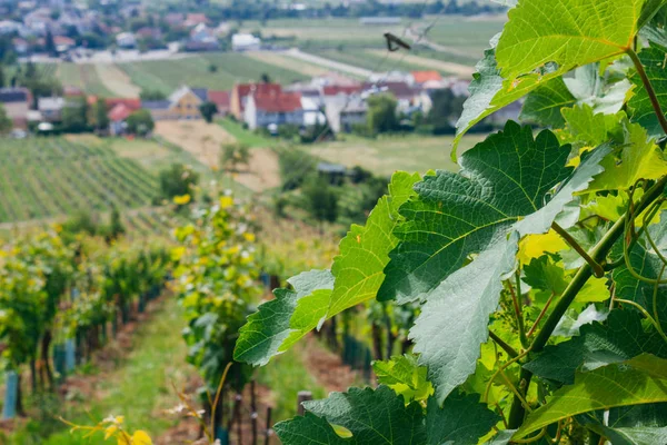 Winnica na Austrii. — Zdjęcie stockowe