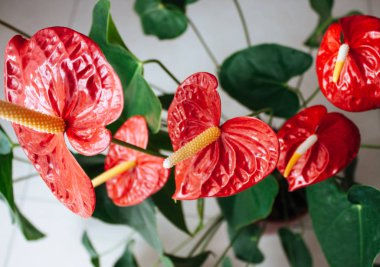 Güzel anthurium çiçekleri.