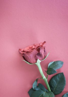 Vintage tarzı gül arka plan.