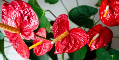 Antoryum çiçeklerafiş.