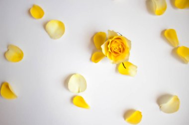 Sarı gül yaprakları.