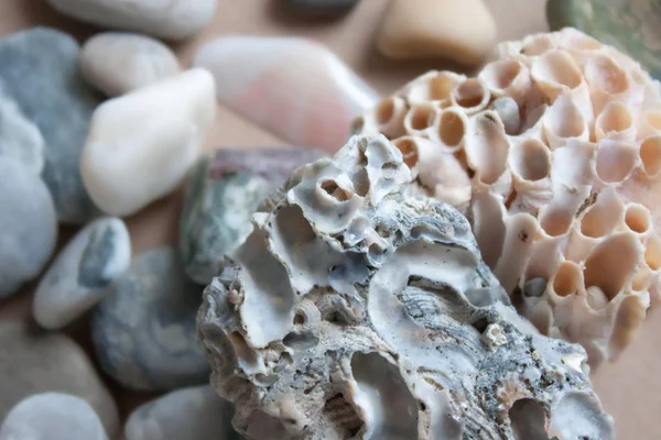 Pedras marinhas e corais fundo . — Fotografia de Stock