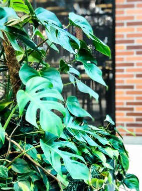 Yeşil monstera bitki.