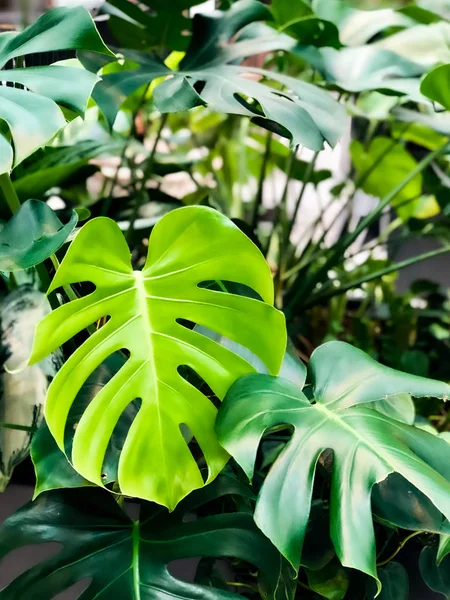 Planta de monstera verde . — Foto de Stock