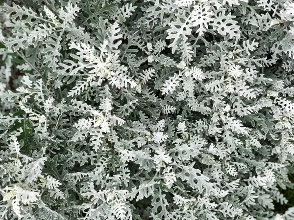 Gümüş yeşillik arka plan.