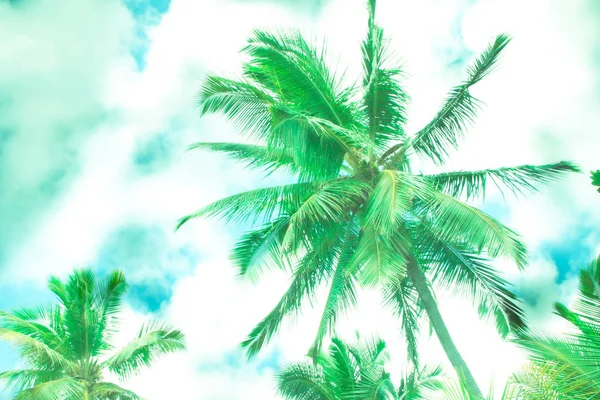 Palm tree in mint color. — Stock Photo, Image