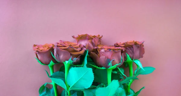 Dusty pink roses background.