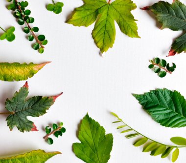 Renkli yaz ve sonbahar yaprakları.