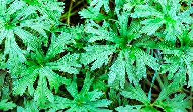 yeşil yeşillik arka plan.