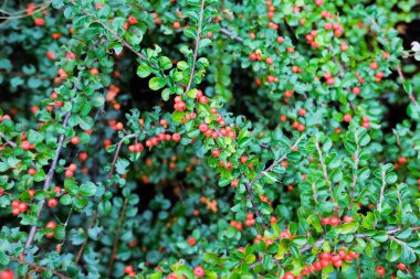 Yabani gül meyveler. 