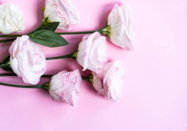 Beyaz Eustoma çiçekleri. 