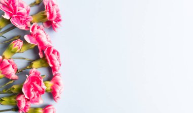 Pembe karanfil çiçek. 