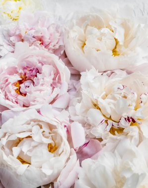 Güzel pembe ve beyaz şakayık çiçekleri..