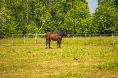 Horses in nature park Lonjsko polje, Croatia. Horses on green field outdoor in spring.