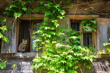 Eski rustik kırsal evin penceresinde oturan kedi, Lonjsko Polje, Hırvatistan